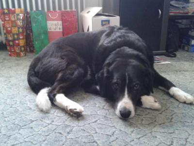 Mein Hund Ben. Er starb am 12. Mai 2015 (eine woche vor meinem 16. Geburtstag) &#128546;&#128557;